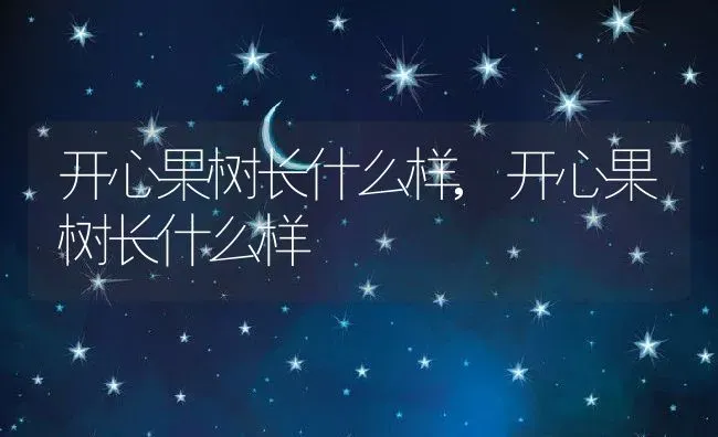 开心果树长什么样,开心果树长什么样 | 养殖科普