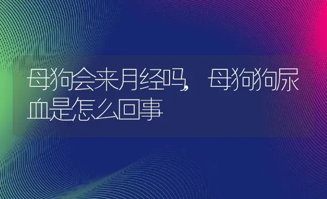 母狗会来月经吗,母狗狗尿血是怎么回事 | 养殖资料