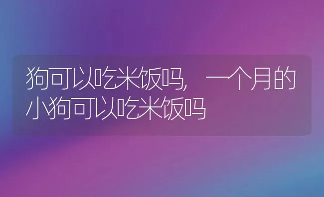狗可以吃米饭吗,一个月的小狗可以吃米饭吗 | 养殖资料