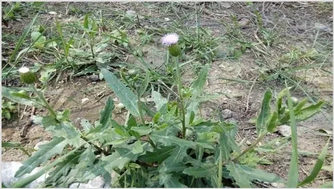 刺儿菜的生长环境 | 生活常识