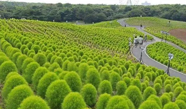 风滚草是扫帚苗吗 | 常识大全