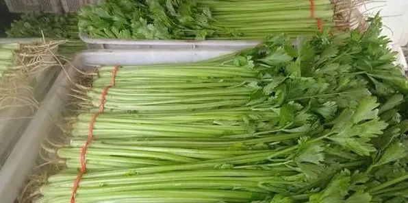 香芹的高产种植技术要点 | 实用知识