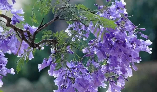 蓝楹花和蓝花楹区别 | 农广天地