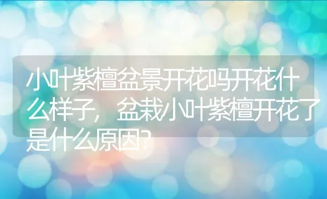 小叶紫檀盆景开花吗开花什么样子,盆栽小叶紫檀开花了是什么原因？ | 养殖科普