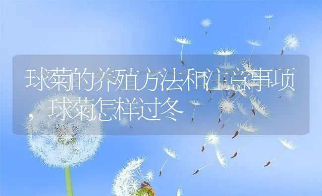 球菊的养殖方法和注意事项,球菊怎样过冬 | 养殖学堂