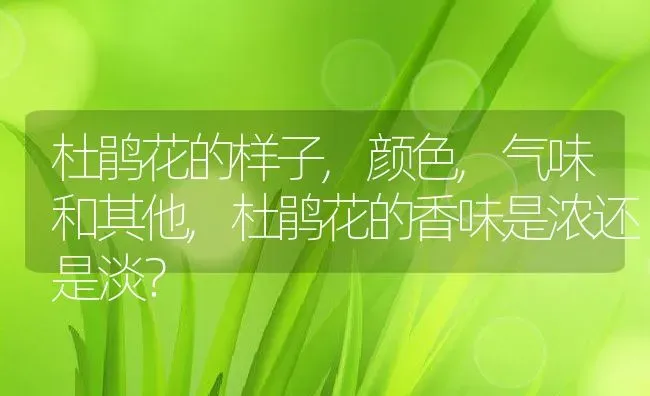 杜鹃花的样子,颜色,气味和其他,杜鹃花的香味是浓还是淡？ | 养殖科普