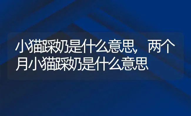 小猫踩奶是什么意思,两个月小猫踩奶是什么意思 | 养殖科普