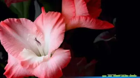 剑兰花什么样子,剑兰和兰花的区别？