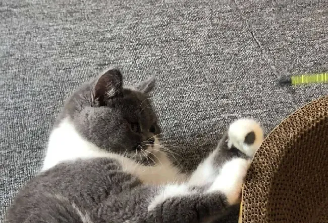 十大新手最好养的猫便宜,什么猫比较便宜好养？
