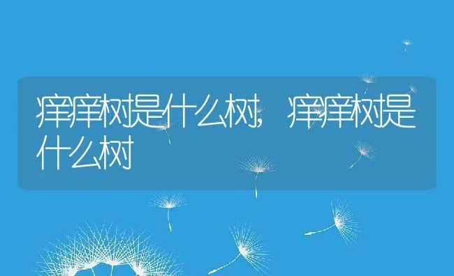 痒痒树是什么树,痒痒树是什么树 | 养殖科普