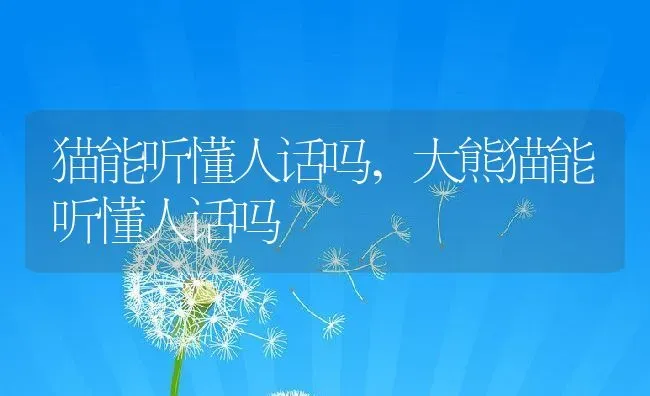 猫能听懂人话吗,大熊猫能听懂人话吗 | 养殖科普