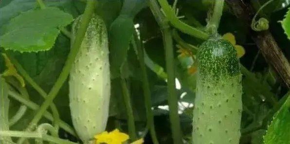 秋黄瓜产量低是什么原因？解决方案技巧介绍 | 妙招大全