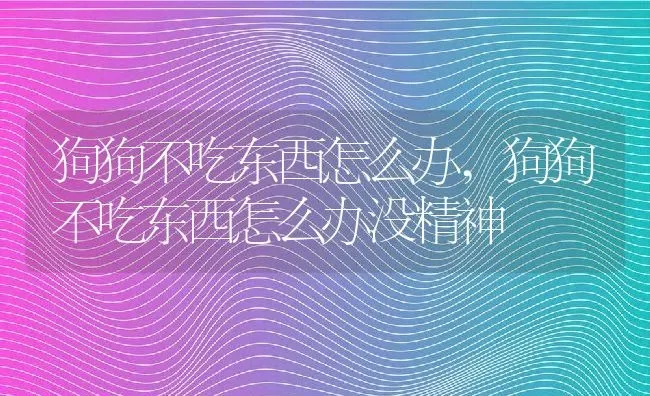 狗狗不吃东西怎么办,狗狗不吃东西怎么办没精神 | 养殖科普