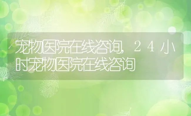 宠物医院在线咨询,24小时宠物医院在线咨询 | 养殖科普