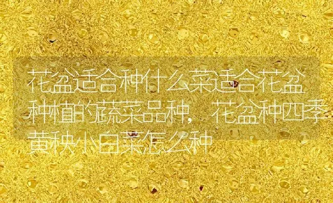 花盆适合种什么菜适合花盆种植的蔬菜品种,花盆种四季黄秧小白菜怎么种 | 养殖学堂