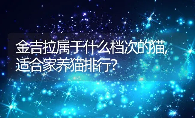 金吉拉属于什么档次的猫,适合家养猫排行？ | 养殖学堂