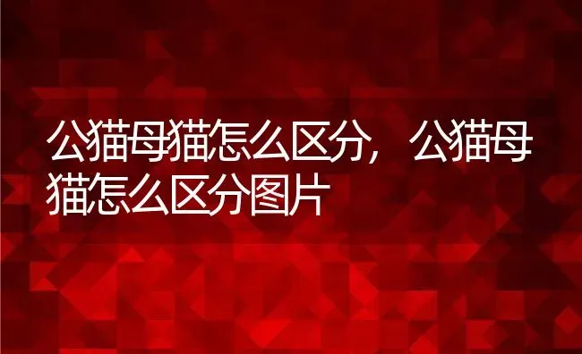 公猫母猫怎么区分,公猫母猫怎么区分图片 | 养殖资料