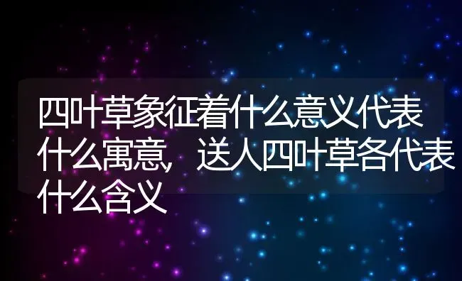 四叶草象征着什么意义代表什么寓意,送人四叶草各代表什么含义 | 养殖学堂