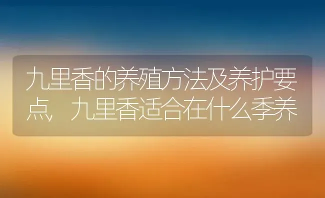 九里香的养殖方法及养护要点,九里香适合在什么季养 | 养殖学堂