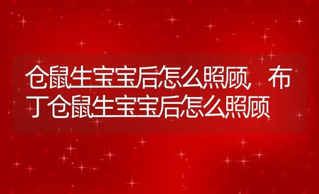 仓鼠生宝宝后怎么照顾,布丁仓鼠生宝宝后怎么照顾 | 养殖资料