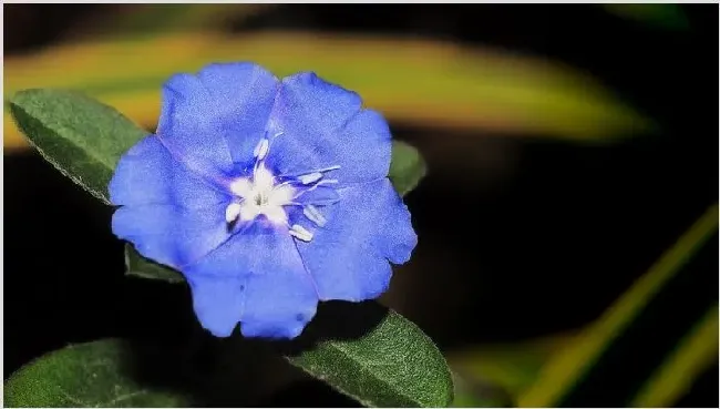 蓝星花的修剪方法 | 农广天地