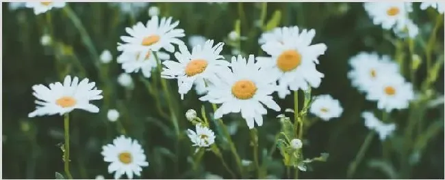 小雏菊怎么晾干花 | 农广天地