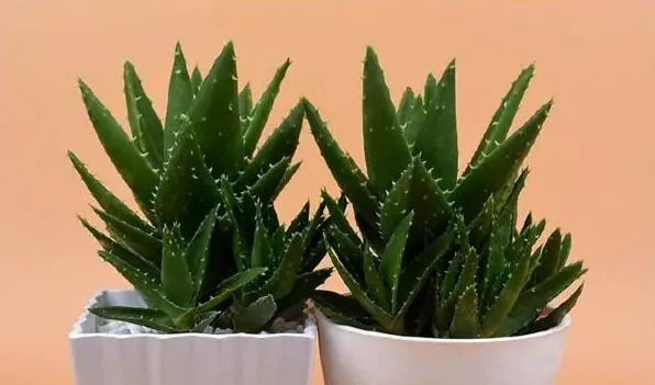 适合室内养的植物 | 妙招大全