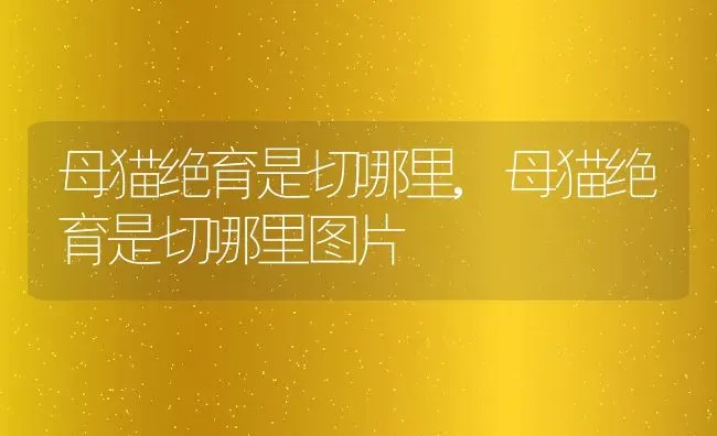 母猫绝育是切哪里,母猫绝育是切哪里图片 | 养殖资料