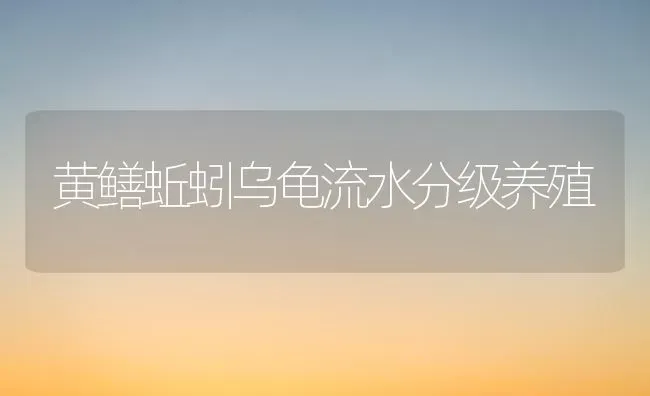 黄鳝蚯蚓乌龟流水分级养殖 | 养殖知识