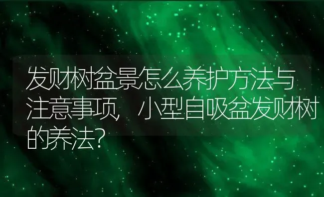 发财树盆景怎么养护方法与注意事项,小型自吸盆发财树的养法？ | 养殖科普