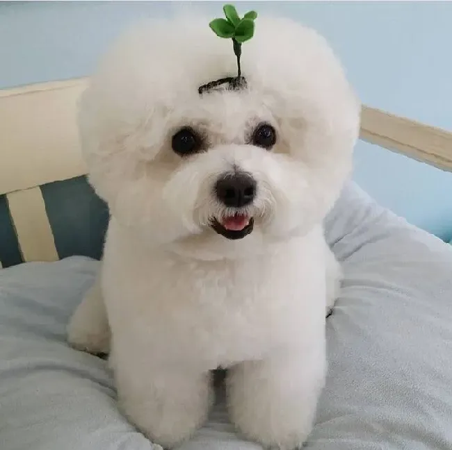 比熊每天吃蛋黄好处,比熊狗狗每天一个蛋黄可以吗？