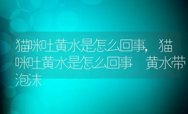 猫咪吐黄水是怎么回事,猫咪吐黄水是怎么回事 黄水带泡沫 | 养殖科普