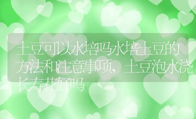 土豆可以水培吗水培土豆的方法和注意事项,土豆泡水浇长寿花好吗 | 养殖学堂