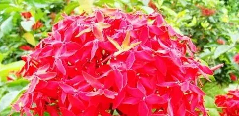 春天都有什么花开放,春天夏天,秋天,冬天有什么花开？