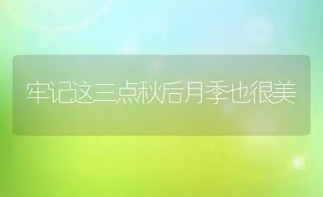 牢记这三点秋后月季也很美 | 养殖技术大全