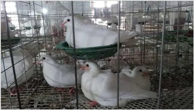 肉鸽咳嗽与喘怎样治疗？ | 生活妙招