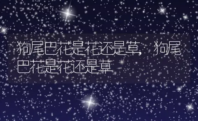 狗尾巴花是花还是草,狗尾巴花是花还是草 | 养殖科普