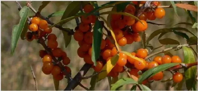 木半夏和胡颓子区别 | 生活妙招