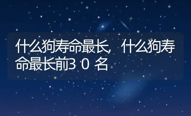 什么狗寿命最长,什么狗寿命最长前30名 | 养殖科普