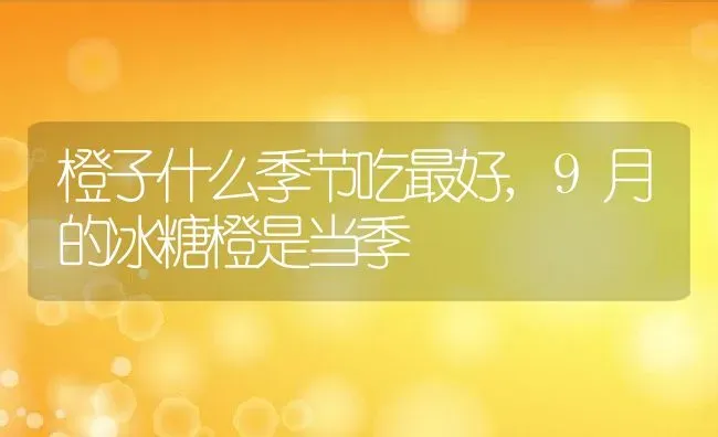 橙子什么季节吃最好,9月的冰糖橙是当季 | 养殖学堂