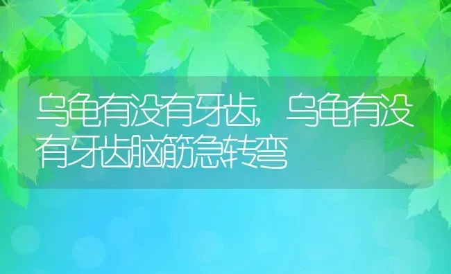 乌龟有没有牙齿,乌龟有没有牙齿脑筋急转弯 | 养殖科普