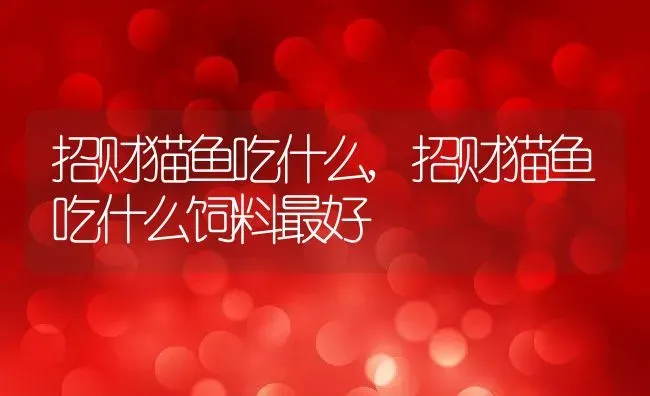 招财猫鱼吃什么,招财猫鱼吃什么饲料最好 | 养殖科普