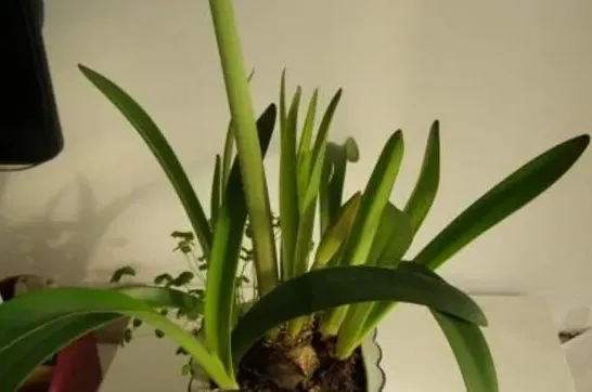 兰花用什么土栽培,兰花的栽培需要什么样的土壤?兰花喜欢阳光吗?日常浇水怎么浇?