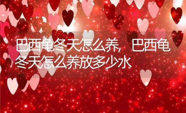 巴西龟冬天怎么养,巴西龟冬天怎么养放多少水 | 养殖资料