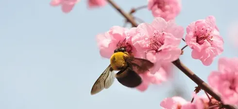 桃花有什么特点,杏花，桃花特点？