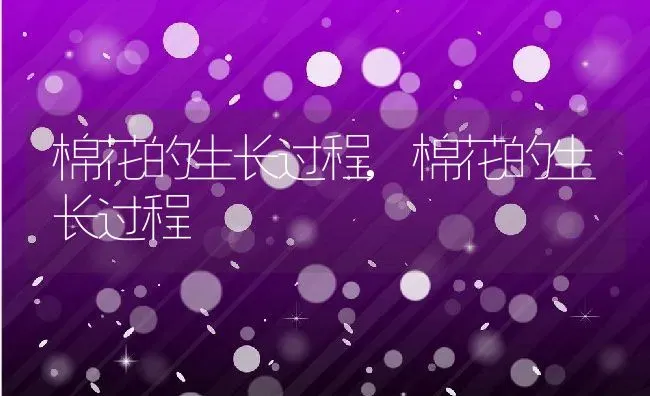 棉花的生长过程,棉花的生长过程 | 养殖科普