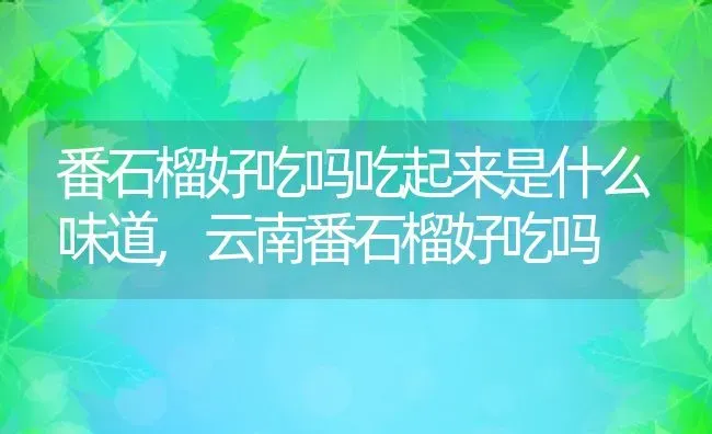 番石榴好吃吗吃起来是什么味道,云南番石榴好吃吗 | 养殖学堂