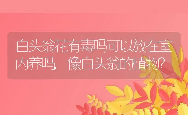 白头翁花有毒吗可以放在室内养吗,像白头翁的植物？ | 养殖科普