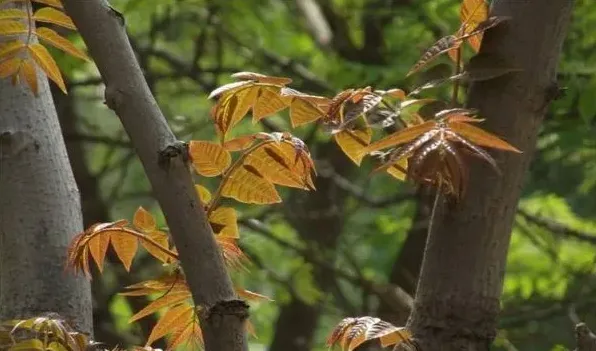 香椿树什么时候发芽 | 生活妙招