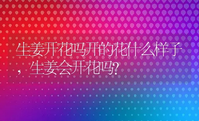 生姜开花吗开的花什么样子,生姜会开花吗？ | 养殖科普